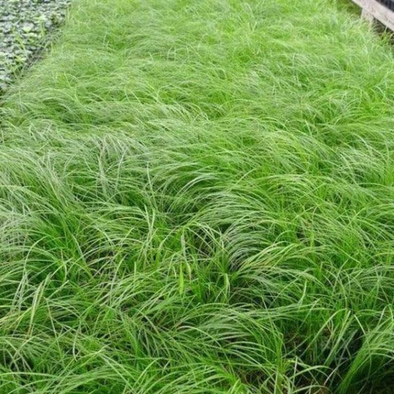 Carex Pensylvanica Sedge is a Semi Evergreen Perennial with Grasslike Texture
