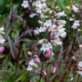 Husker Red Penstemon has white flowers