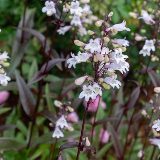 Husker Red Penstemon has white flowers