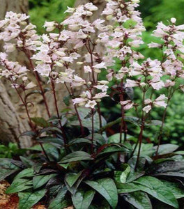 Penstemon Husker Red