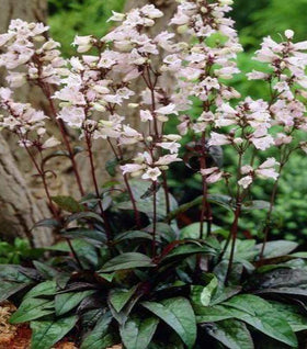 Penstemon Husker Red