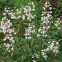 bright white blooms of the Husker's Red Penstemon
