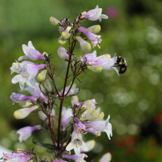 pollinator enjoy husker red penstemon