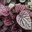 Peperomia burgundy close up shows the true burgundy color of the leaves