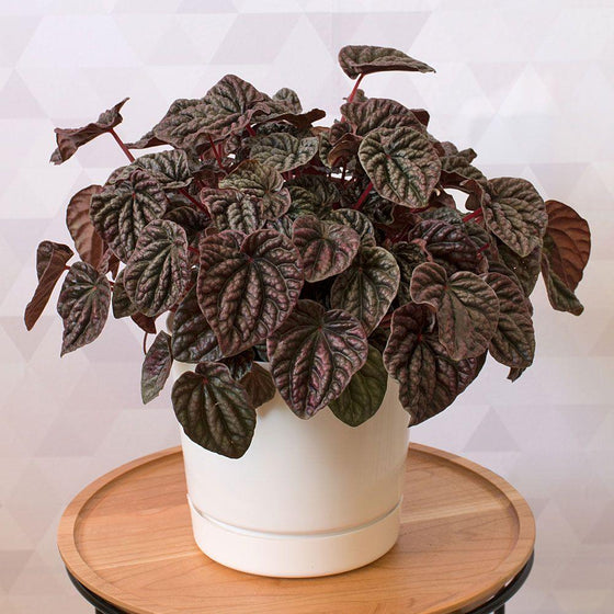 The leaf color of the Peperomia Burgundy Ripple stands out against the white pot it calls home.