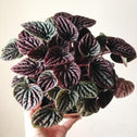 The Peperomia Burgundy Ripple pictured from above.