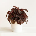 Peperomia Burgundy Ripple with maroon crinkled leaves