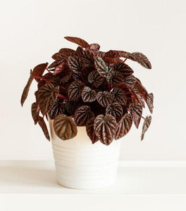 Peperomia Burgundy Ripple