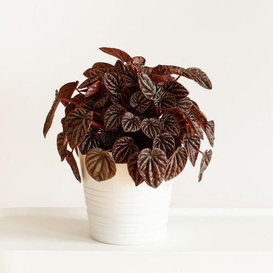 Peperomia Burgundy Ripple with maroon crinkled leaves