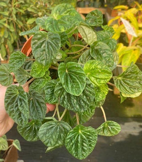 Peperomia Emerald Ripple