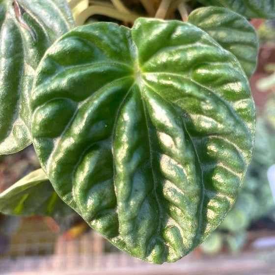 Buy Emerald Ripple Peperomia Plants | Garden Goods Direct