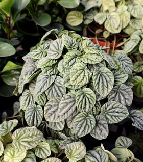 Peperomia Frost Ripple