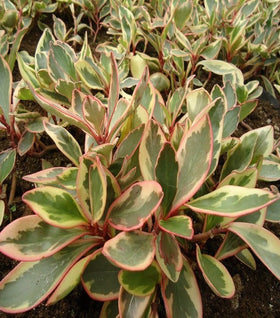 Peperomia Ginny