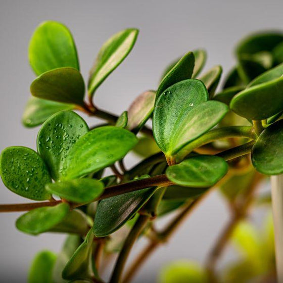 Peperomia Hope Plant close up view of fleshy foliage on trailing stems