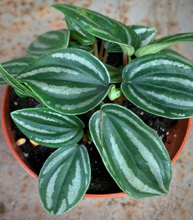 Peperomia Mini-Watermelon