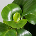 peperomia obtusifolia foliage close up