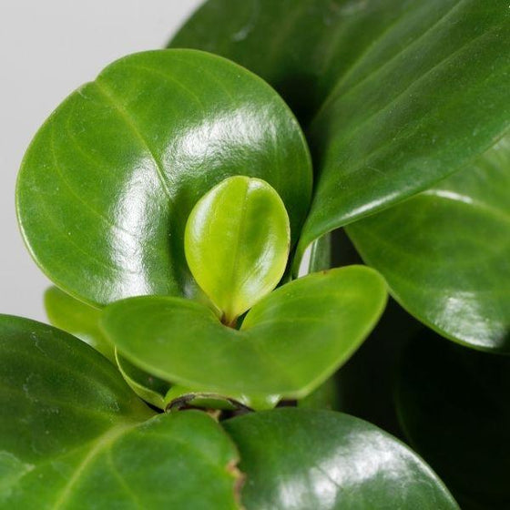peperomia obtusifolia foliage close up