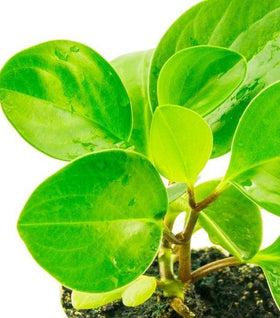 Peperomia Obtusifolia