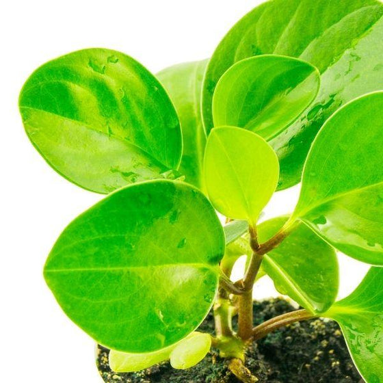 Close up of Peperomia Obtusifolia Plant