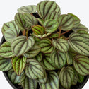 Peacock Peperomia with dark veins on light green semi succulent leaves