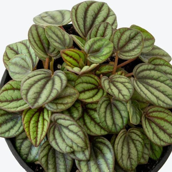 Peacock Peperomia with dark veins on light green semi succulent leaves