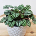 Peperomia Piccolo Banda Plants with light green semi succulent leaves