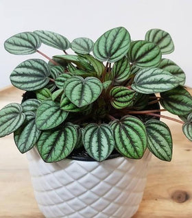Peperomia Piccolo Banda
