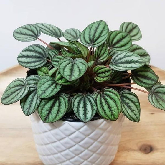 Peperomia Piccolo Banda Plants with light green semi succulent leaves