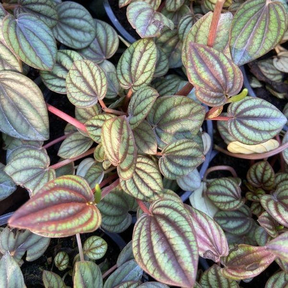 Buy Peperomia Piccolo Banda Online | Office Desk Foliage | Garden Goods ...