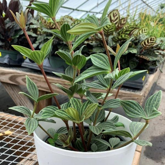 beautiful Peperomia puteolata 