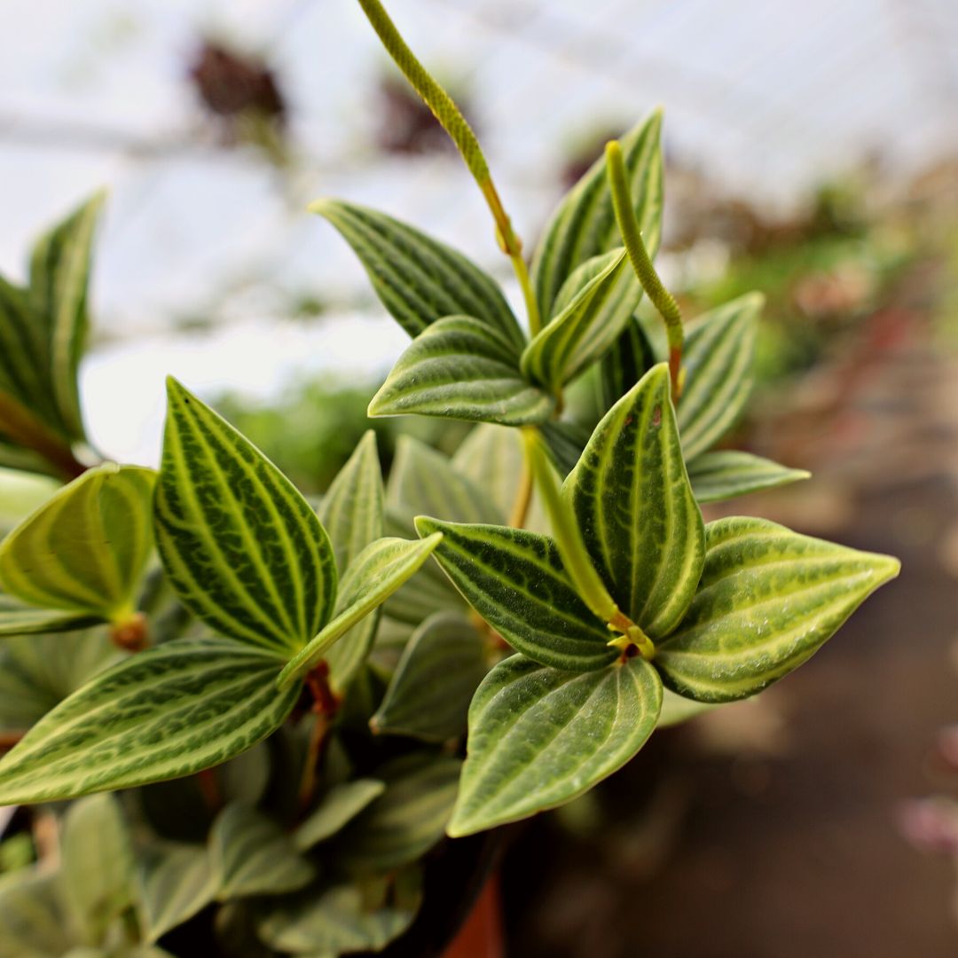 Buy Parallel Peperomia puteolata Online | Garden Goods Direct