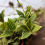 peperomia puteolata close up