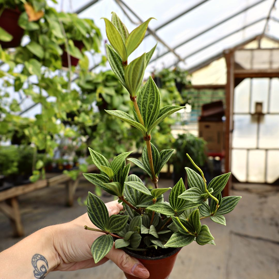 Buy Parallel Peperomia puteolata Online | Garden Goods Direct