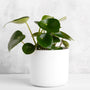 Peperomia Raindrop houseplant in a bright indoor room, glossy teardrop leaves, compact upright habit on a shelf