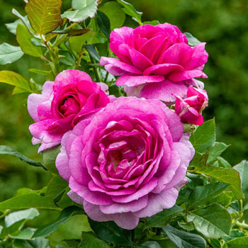 Perfume Delight Rose – Tree Form | Garden Goods Direct