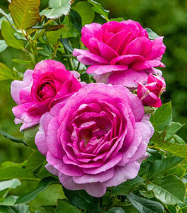 Perfume Delight Rose – Tree Form