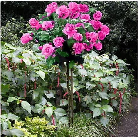 magenta blooming rose tree