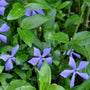 Close-up of Vinca minor bloom showing delicate violet petals among shiny evergreen leaves.