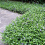Periwinkle Plants create a dense groundcover around stone sidewalk