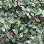 Evergreen spreading foliage of Vinca minor forming a lush, low carpet under trees.