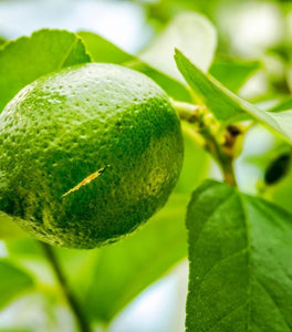 Persian Lime Tree