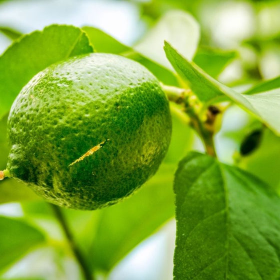 persian limes ripe on a tree
