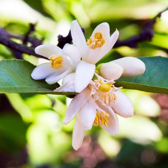 close up of the white flower on the persian lime tree sold online