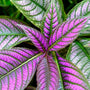 persian shield with vibrant purple foliage