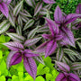 persian shield pairs nicely with bright vibrant colored foliage