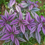 Purple leaves of strobilantes persian shield