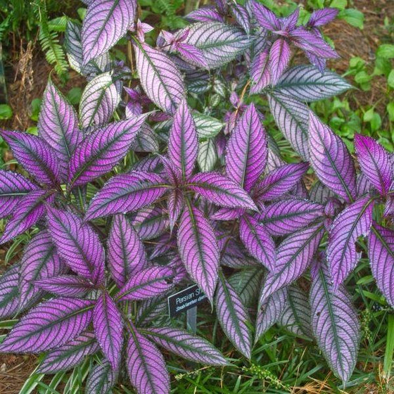 Purple leaves of strobilantes persian shield