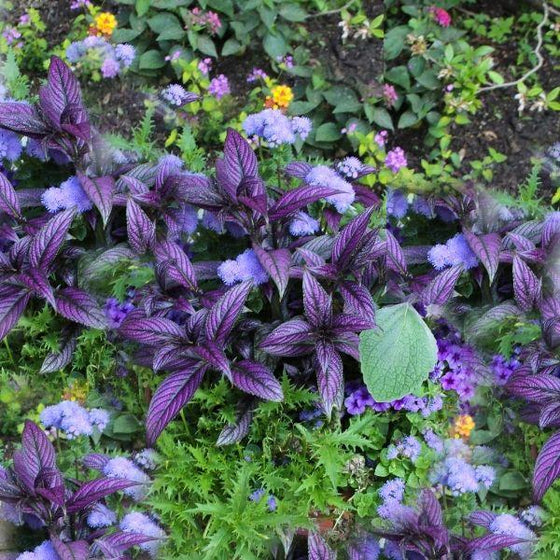 Persian Shield Plant in a mixed planting
