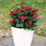 Petite Miniature Knock Out Rose, fire engine red and glossy green foliage