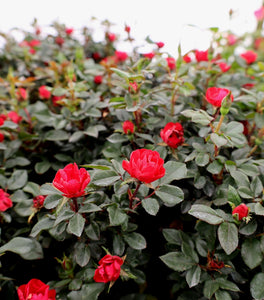 Petite Knock Out® Rose